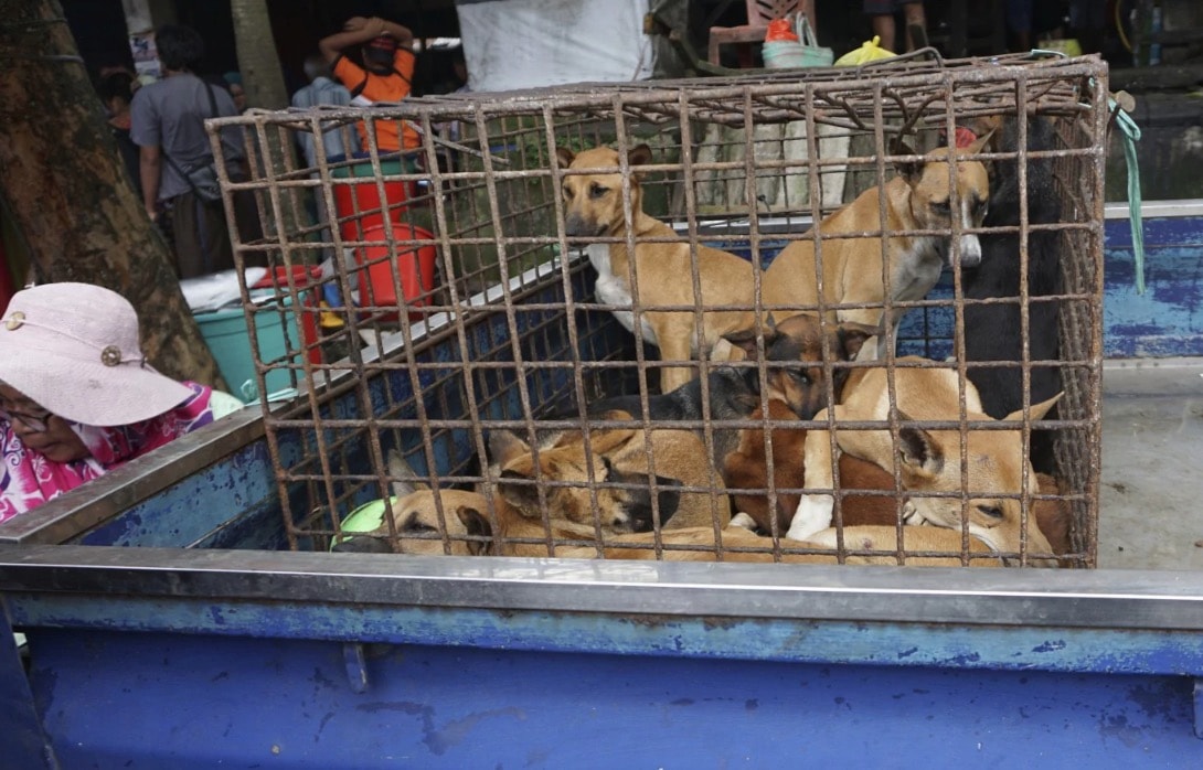 "Cani e gatti non si mangiano": l'appello delle star di Hollywood contro l'Indonesia