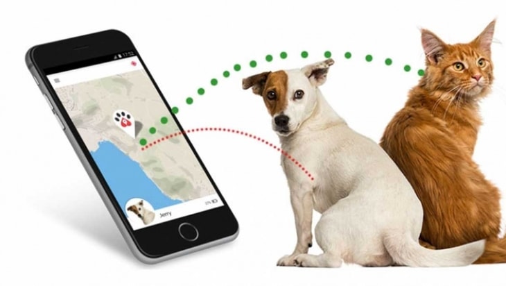 Gatti e cani sotto attacco hacker: a rischio i collari con localizzatore Gps