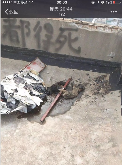 Cina, cani bruciati
