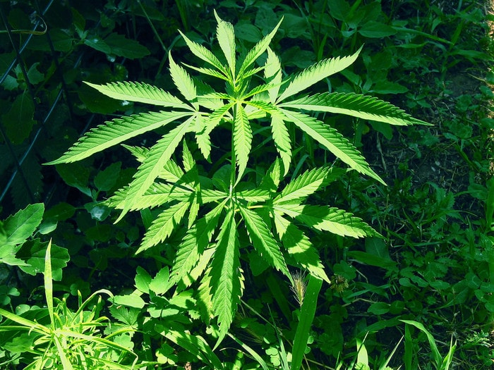 Marijuana sintetica, allarme a New York: in 25 in ospedale