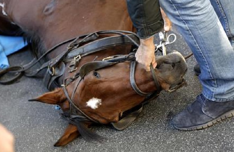 Oregon, il cavallo maltrattato. L'Animal Legal Defense Fund chiede 10mila dollari all'ex proprietaria