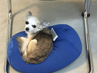 Furti di cani: ogni ora me vengono rubati 3. Le razze più a rischio: maltesi, pinscher, bull...