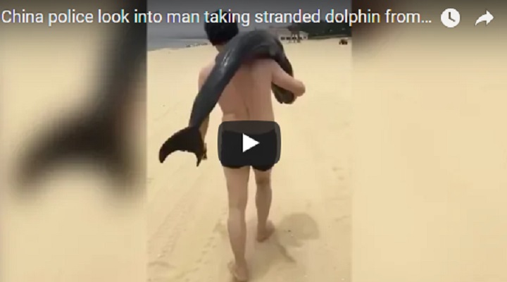 YOUTUBE Cina, turista se ne va dalla spiaggia con un delfino sulla spalla