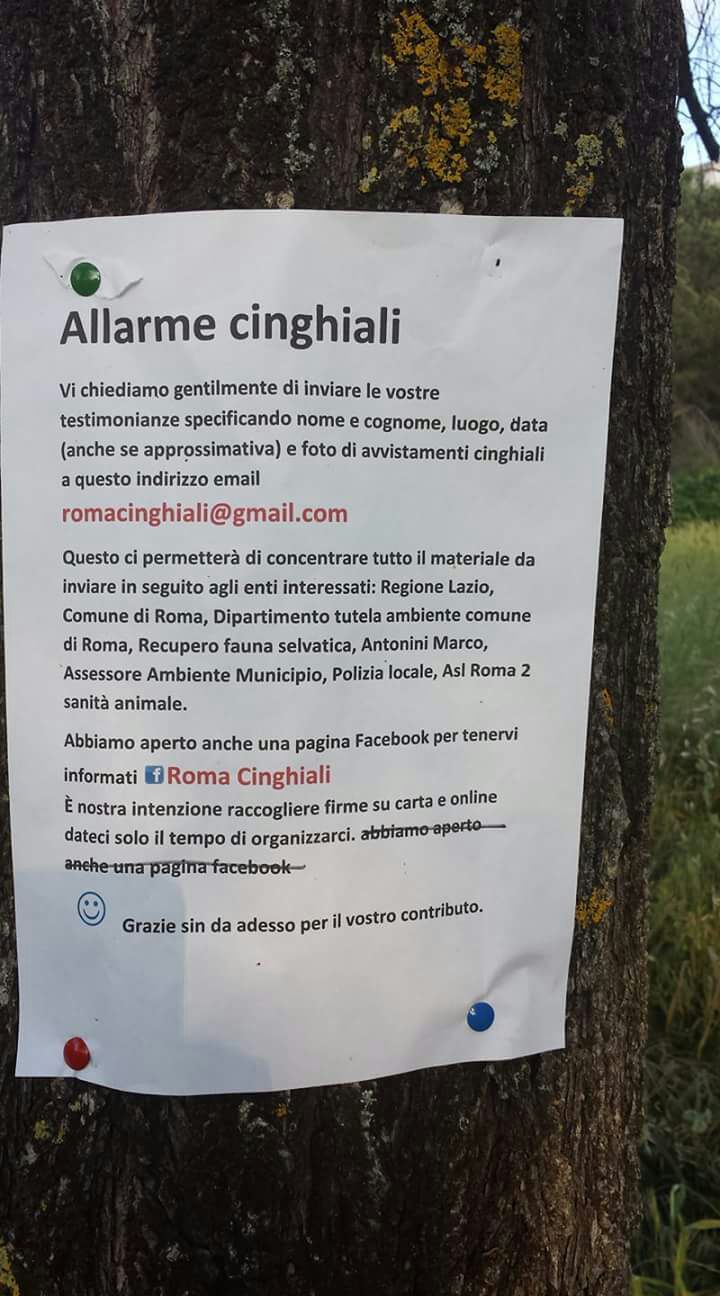 Cinghiale femmina Casal Brunori