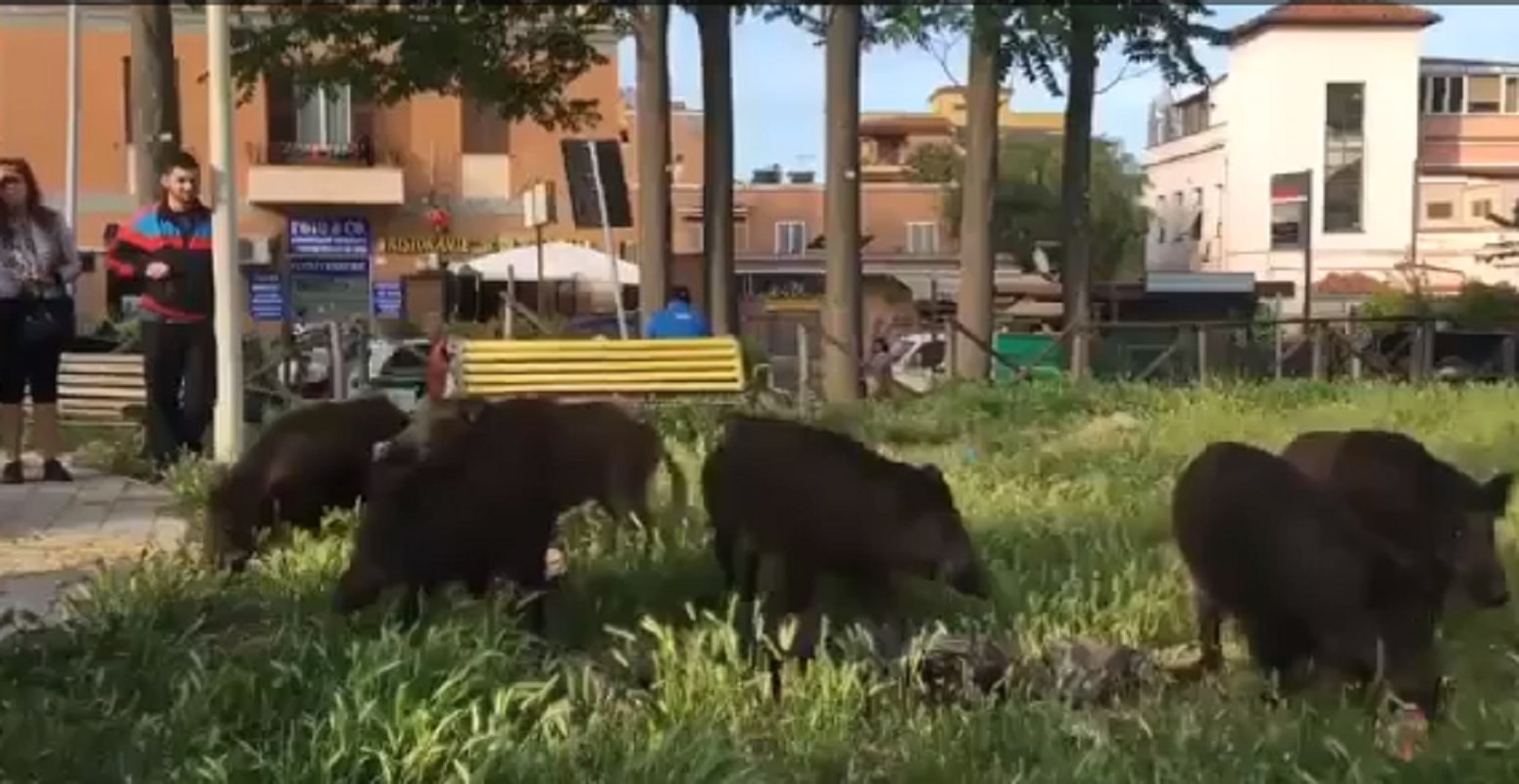 Cinghiali Roma Tomba nerone