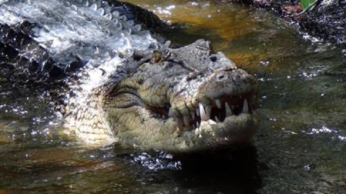 Sangue coccodrilli: c'è una proteina anti batteri resistenti ad antibiotici