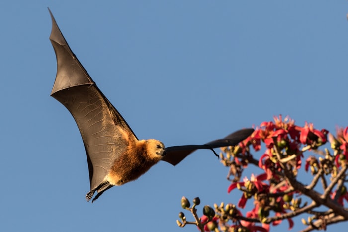 india virus nipah