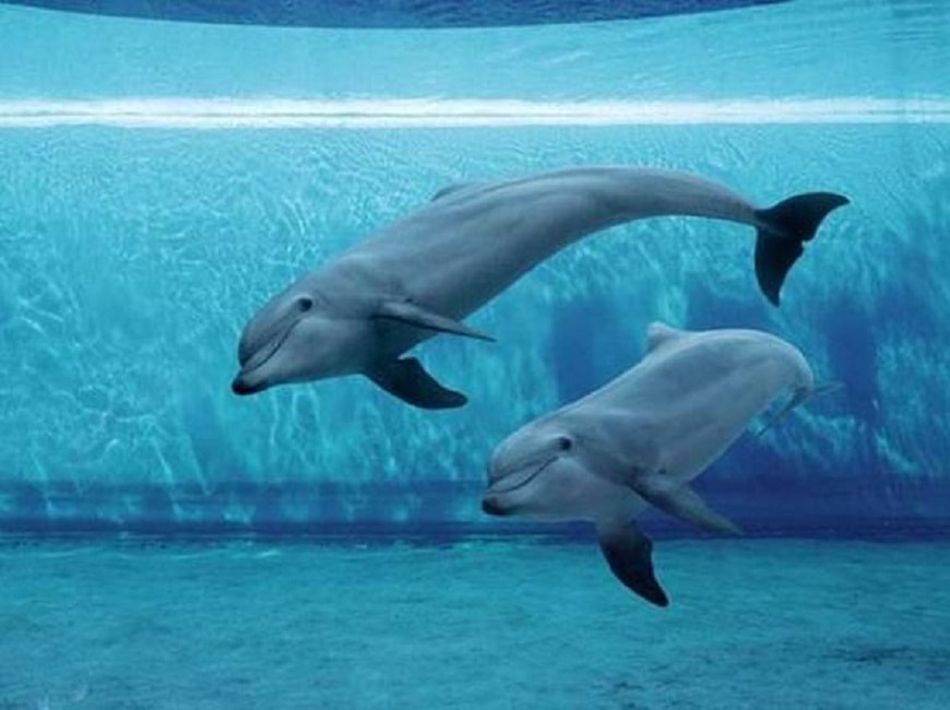 Delfini senza denti per far divertire i turisti in Indonesia