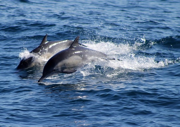 Delfini e leoni marini da combattimento: l'arma acquatica di Usa e Russia
