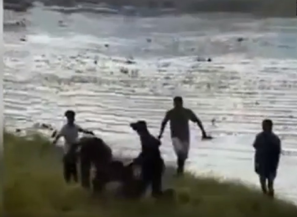 Elefante in India uccide uomo