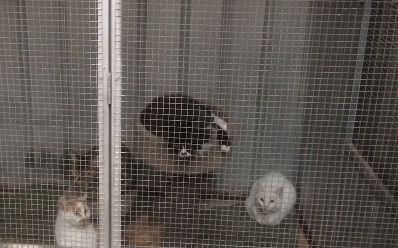 Gatti, virus felino panleukopenia fa strage di cuccioli