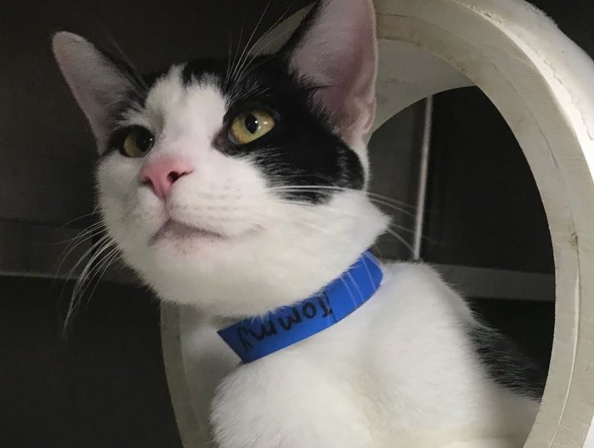 Tommy, gatto dal cuore troppo grande, ha trovato una casa