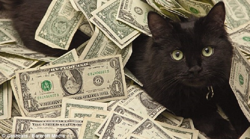 Ecco come è possibile lasciare la propria eredità al gatto o al cane