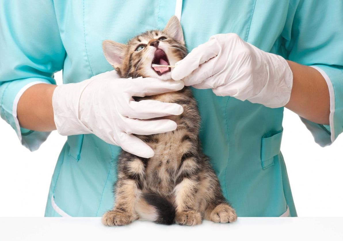 Cani e gatti, è il mese dell'igiene dentale. Consigli per proteggere i nostri animali