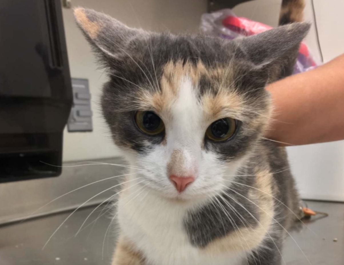 Governo Usa, migliaia di gatti uccisi in esperimenti segreti