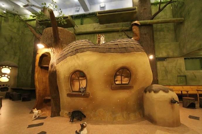 In Giappone il villaggio a misura di gatto: è il Kichijoji Petit Mura