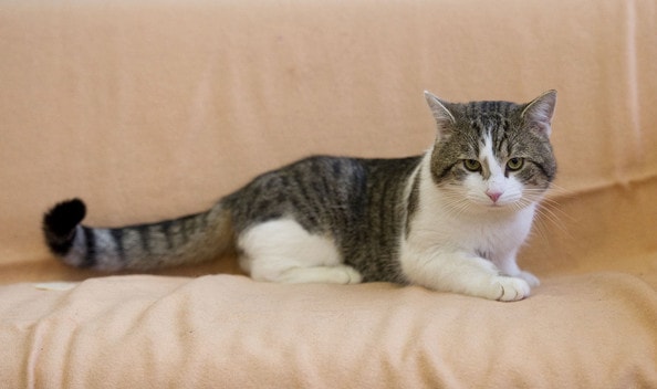 Gatti e cani: 6 pericoli (anche letali) nascosti in casa