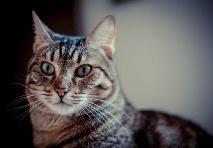 Manchester: gatto si lancia dalla finestra, vola per 15 metri e... si salva