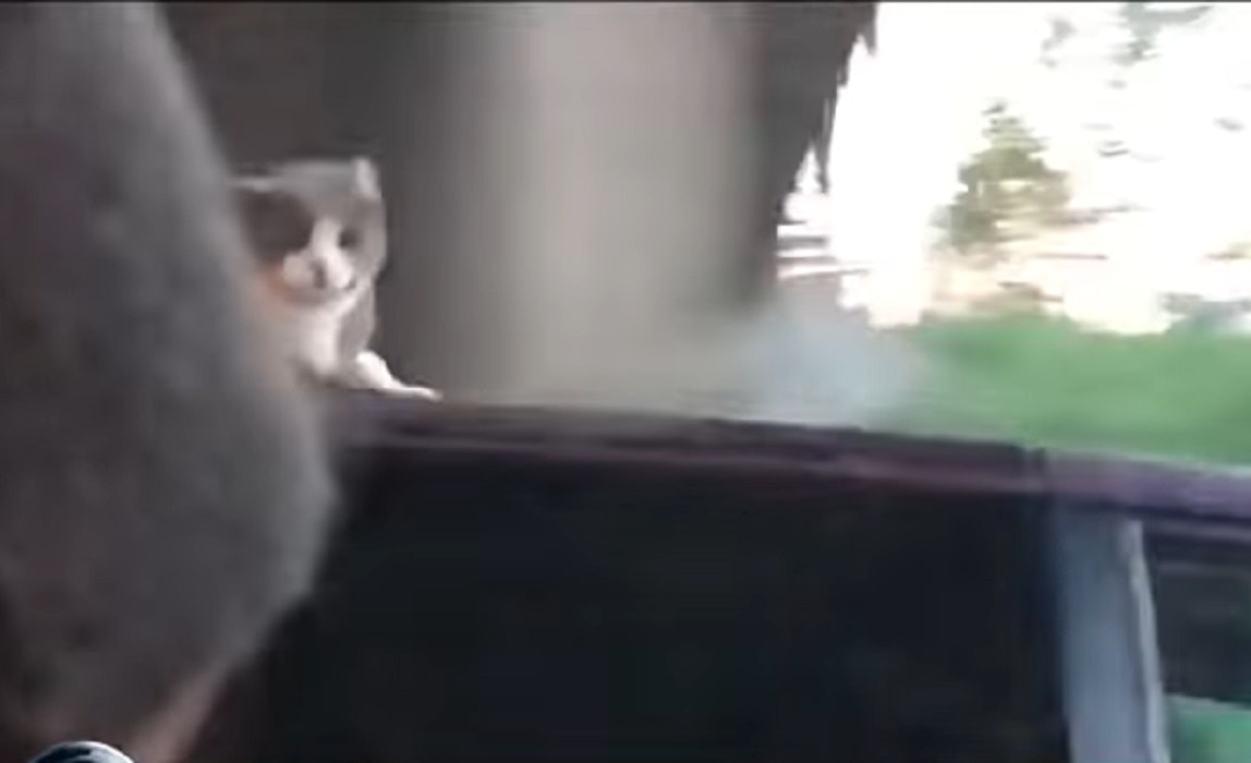 Gatto miagola su tetto auto