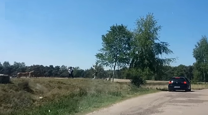 ghepardi attacco safari