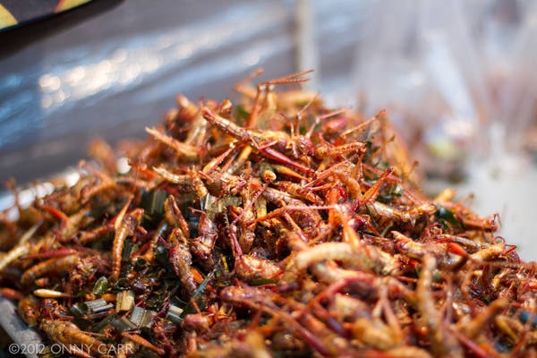 “Grilli fritti, alghe e gin al gusto di formica: il menu del futuro” è bloccato Grilli fritti, alghe e gin al gusto di formica: il menu del futuro