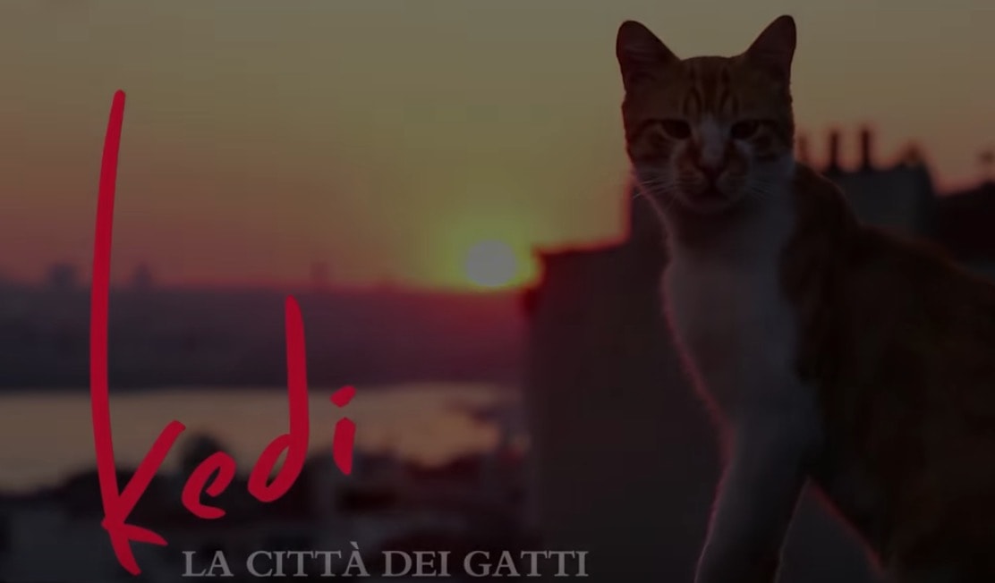 Kedi. La città dei gatti: al cinema il film su Istanbul vista attraverso i suoi mici
