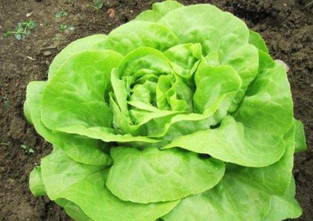 Lattuga romana killer: una vittima per Escherichia coli negli Usa, 120 casi di infezione