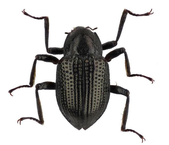 Leonardo DiCaprio, uno scarabeo dedicato a lui FOTO