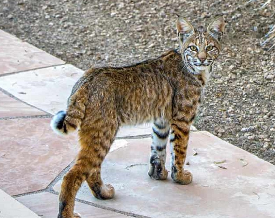 Lince rossa che vive a Los Angeles