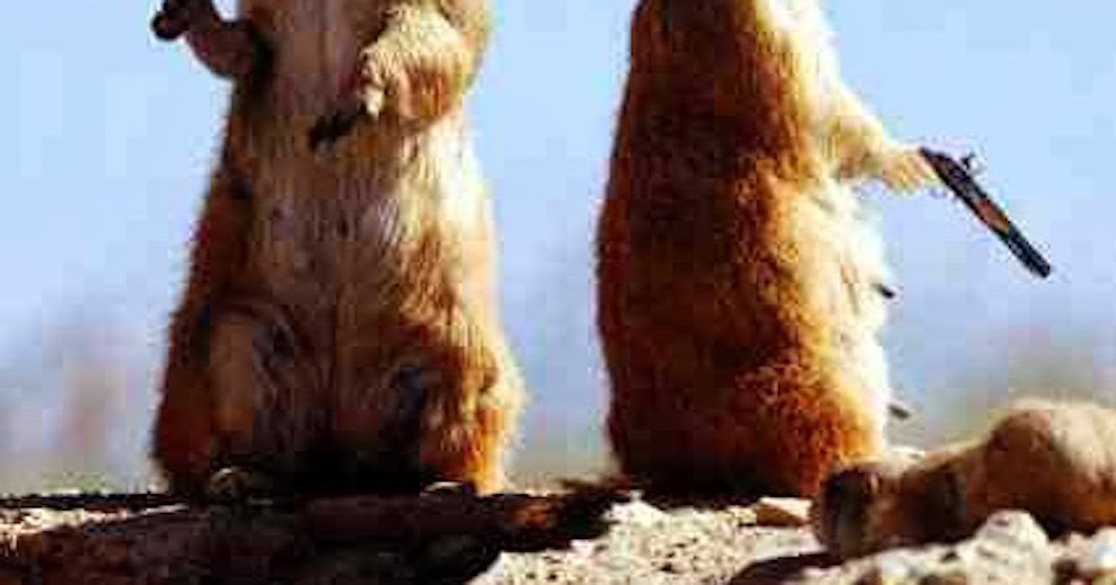 YOUTUBE Marmotte come pugili: duello in strada per amore di una femmina