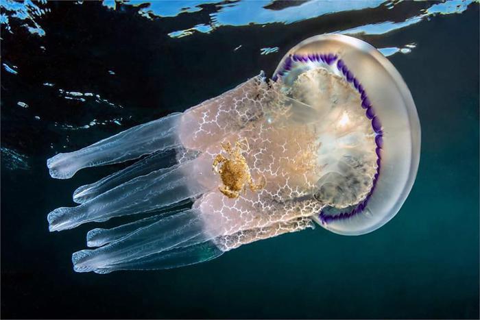 Meduse, allarme in Italia: in 10 anni decuplicate. E ci sono anche specie letali
