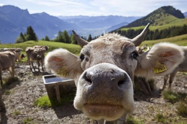 Roma, dopo le pecore ecco le mucche contro l'erba alta. L'assessore Montanari: "Ci sono poche risorse" (foto Ansa)