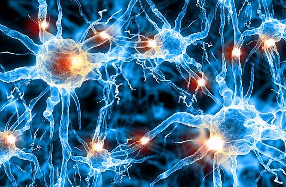 Le persone intelligenti hanno cellule cerebrali più grandi e ramificate