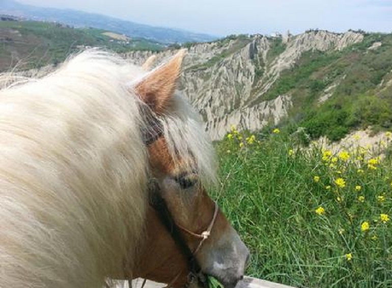 Nuoro sveglie i cavalli per tosare il verde in città: "Meglio delle pecore" (foto Ansa)