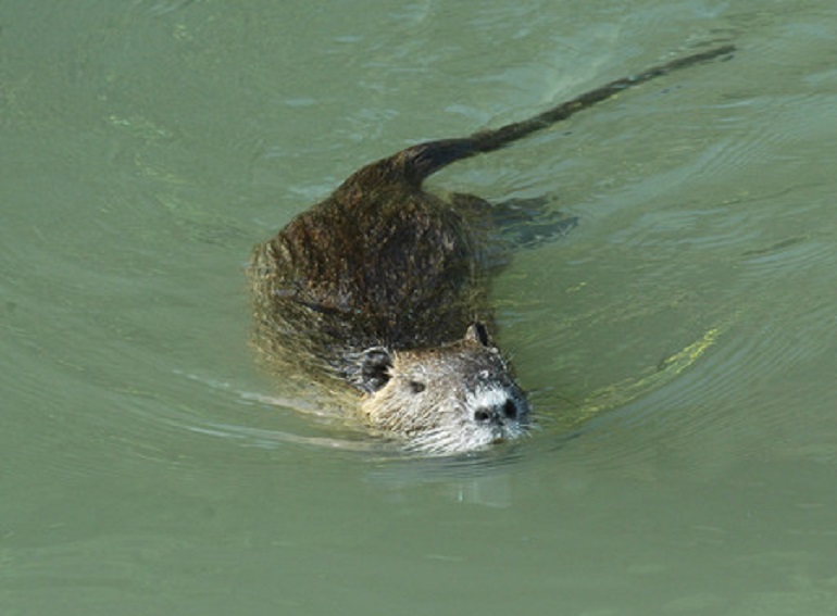 Troppe nutrie a Gerre de' Caprioli (Cremona). Il sindaco: "Mangiamole" (foto Ansa)