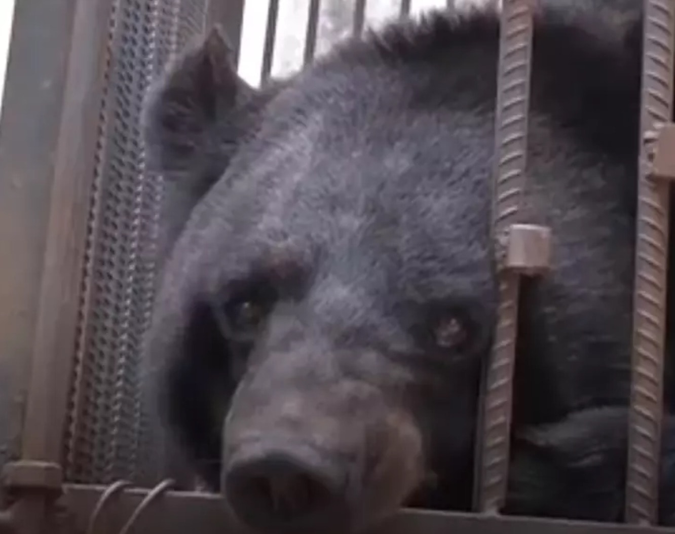 Comprano un cucciolo di cane. Poi scoprono che è un orso