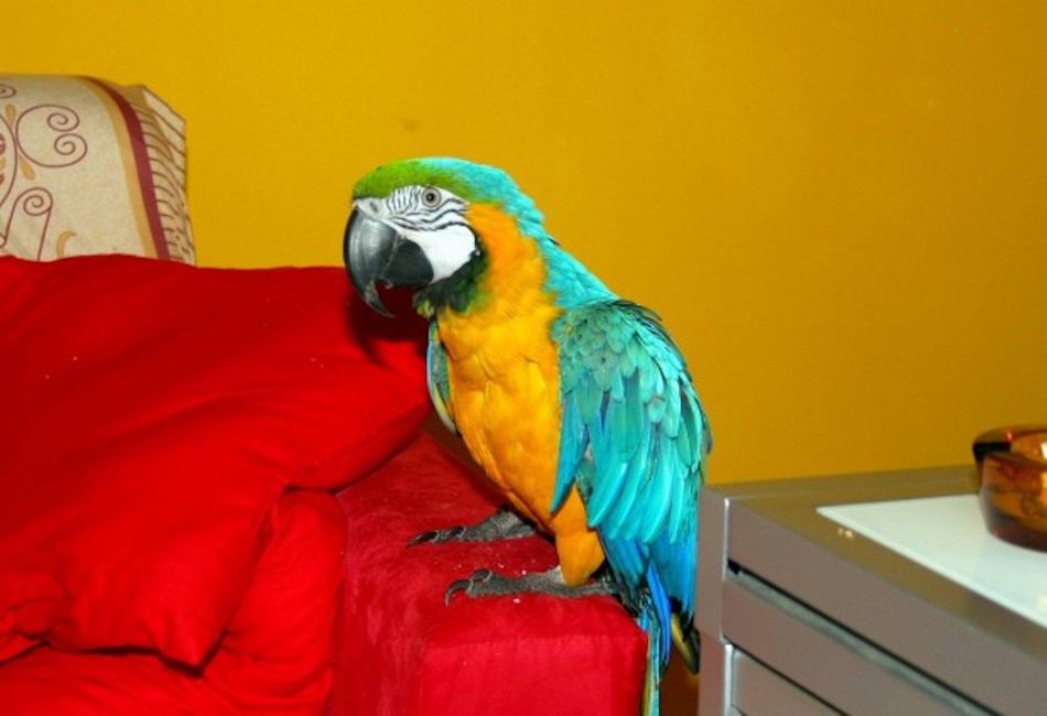 Roma, i vicini sentono le urla: "Donna in pericolo". Polizia accorre, ma era un pappagallo