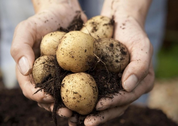 Patate verdi e con germogli: non mangiatele, sono tossiche
