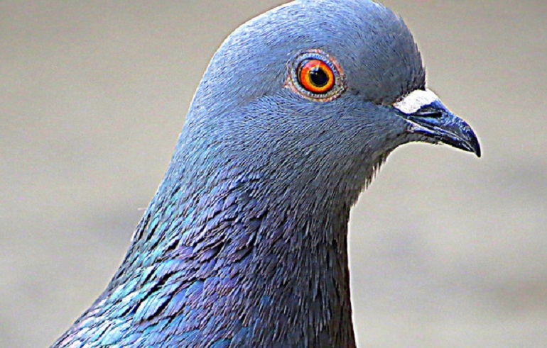 Firenze: uccide piccioni, li fa a pezzi e li getta contro le auto in transito (foto Ansa)