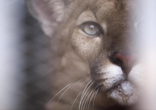 Puma sbrana ciclista nei boschi vicino Seattle. Erano cento anni che non attaccava l'uomo