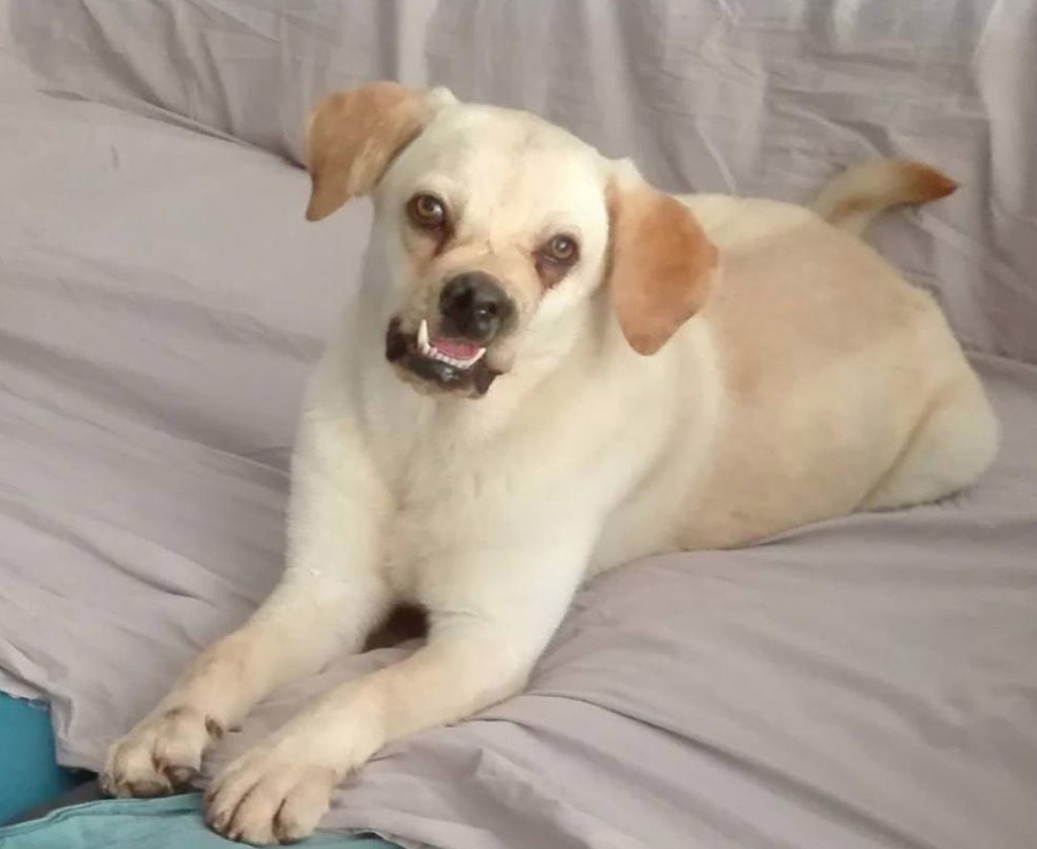 Ringhio, il cane dolcissimo dal muso che spaventa, cerca casa