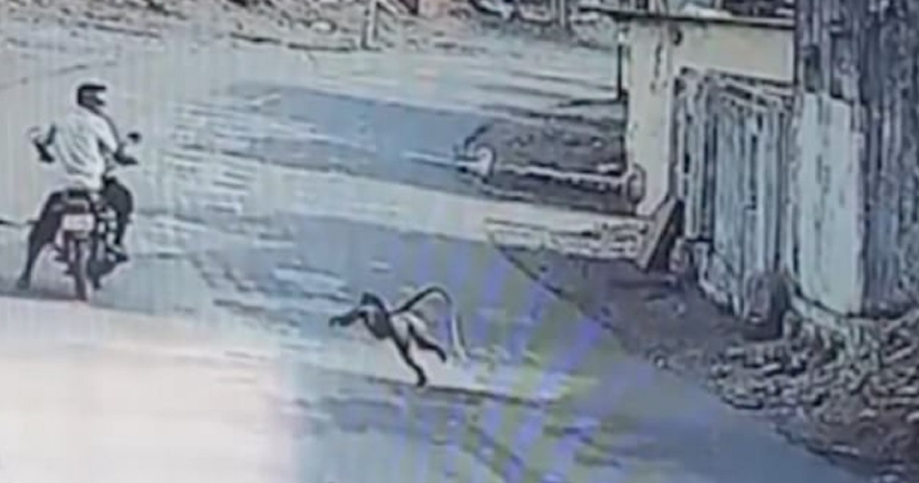 Scimmie attaccano abitanti villaggio India