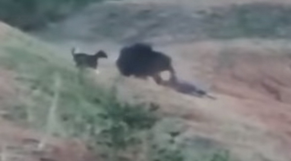 Selfie con orso in India e finisce sbranato