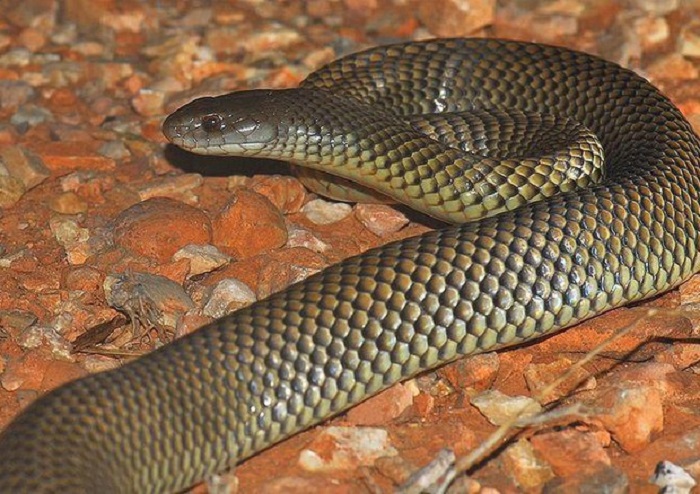 Morsa da serpente nel sonno, si sveglia e allatta la figlioletta: morte mamma e bimba in India