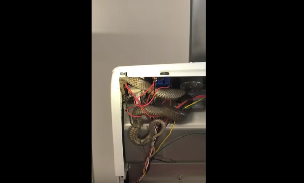 Serpente Australia nel forno