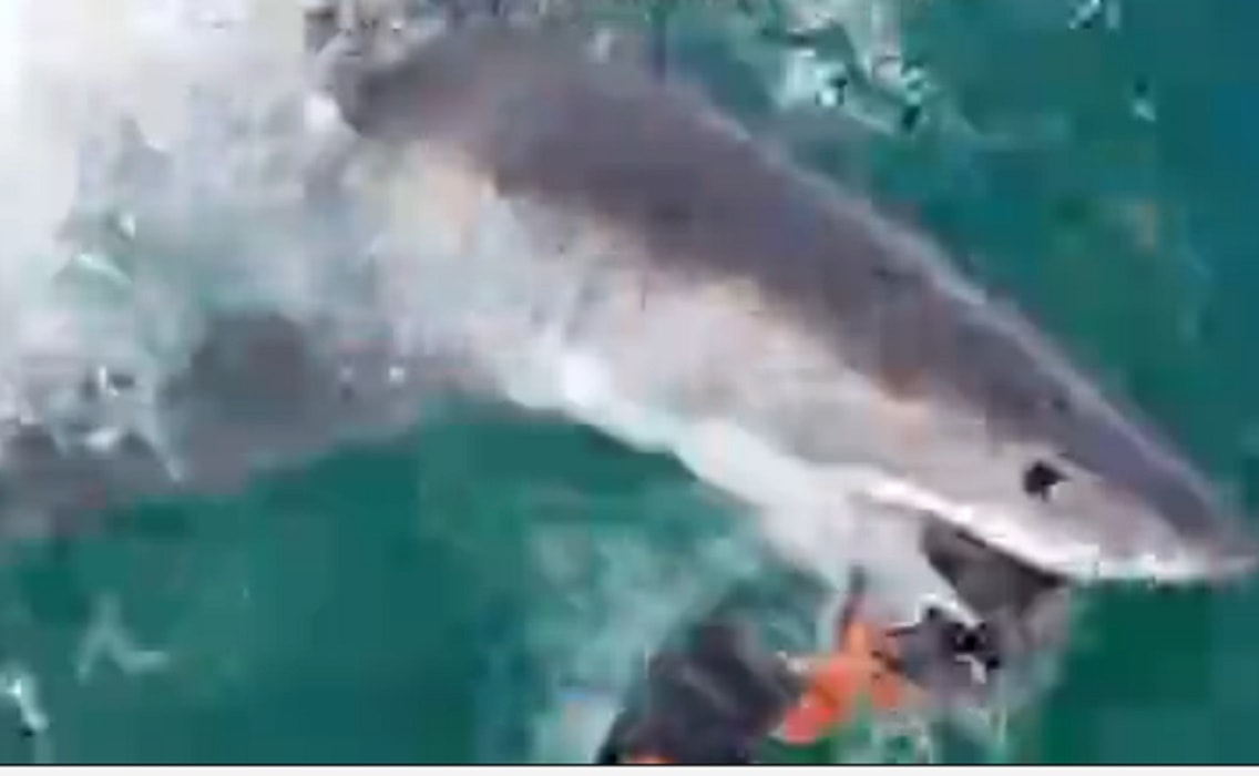 Squalo bianco in Sudafrica