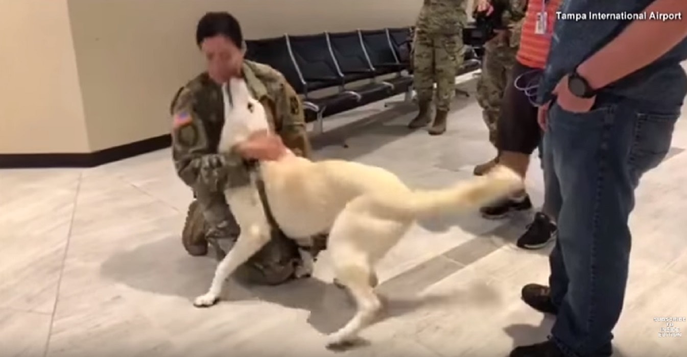 Cane incontra soldatessa Iraq