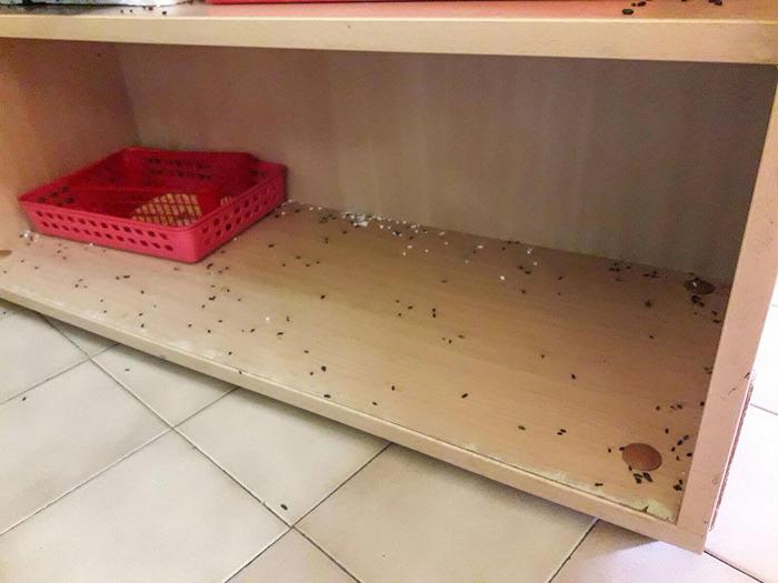 Topi all'asilo a Pavia: scuola d'infanzia chiusa tre giorni