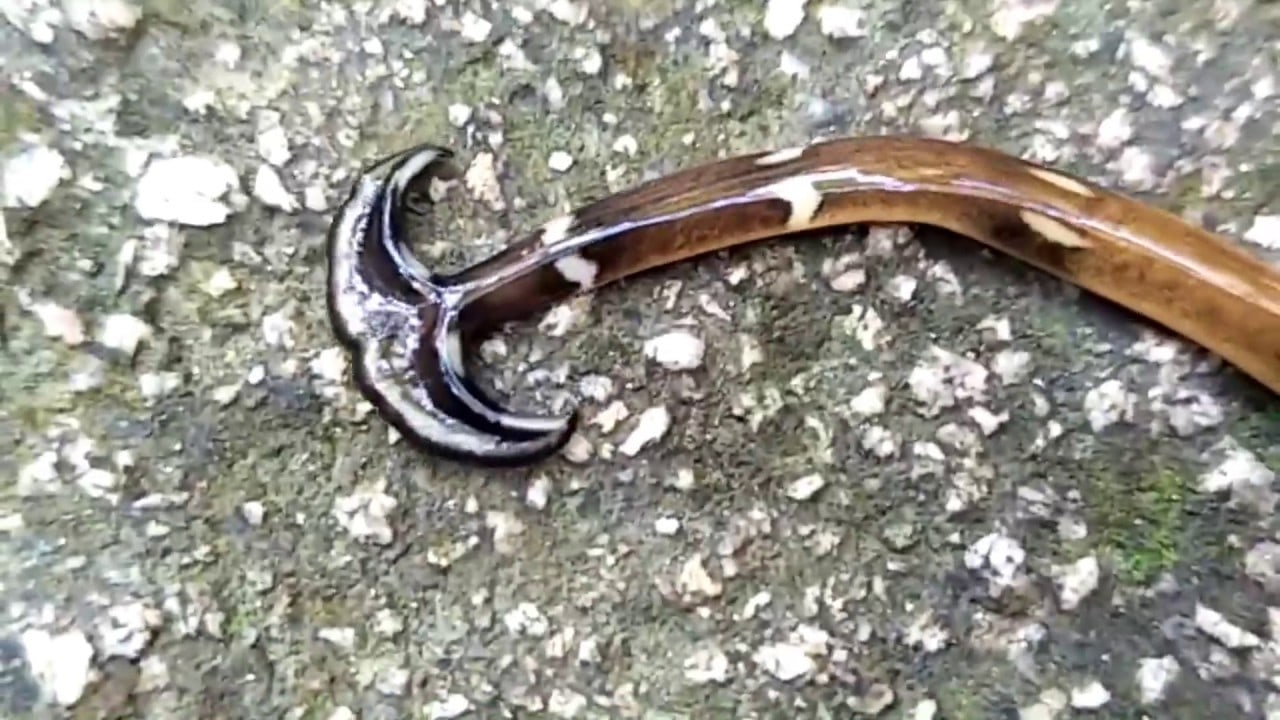 Vermi giganti dalla testa a martello avvistati nelle città francesi: piatti, lunghi 40 cm