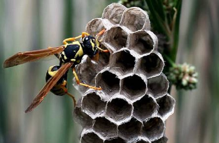 Vespe all'attacco del picnic? Ecco come comunicano tra di loro